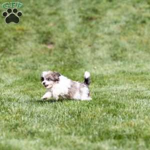 Tobby, Teddy Bear Puppy
